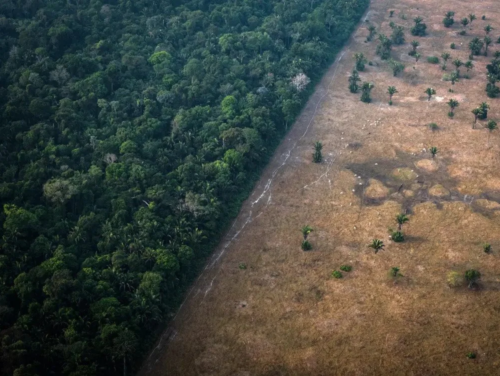 Rainforests at Risk: What’s Being Done and What You Can Do